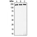 LifeSab™ MYH8 Rabbit pAb (50 µl)