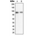 LifeSab™ NPAS2 Rabbit pAb (50 µl)