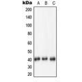 LifeSab™ NPM1 Rabbit pAb (50 µl)