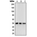 LifeSab™ OPRD1 Rabbit pAb (50 µl)