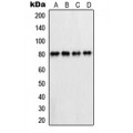LifeSab™ PFKL Rabbit pAb (50 µl)
