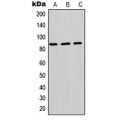LifeSab™ PIK3R2 Rabbit pAb (50 µl)
