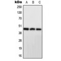 LifeSab™ PPP1R7 Rabbit pAb (50 µl)