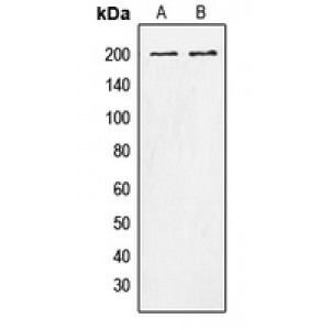 LifeSab™ Tensin 1 (pY1326) Rabbit pAb (50 µl)