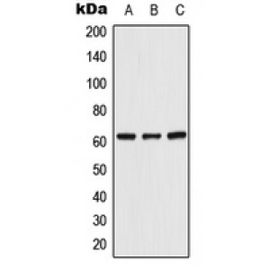 LifeSab™ UGT8 Rabbit pAb (50 µl)
