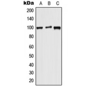 LifeSab™ WFS1 Rabbit pAb (50 µl)