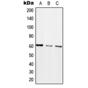 LifeSab™ ARHGEF5 Rabbit pAb (50 µl)