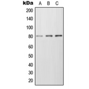 LifeSab™ Frizzled 6 Rabbit pAb (50 µl)