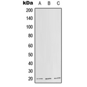 LifeSab™ SLC25A11 Rabbit pAb (50 µl)