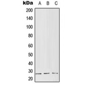 LifeSab™ RGS5 Rabbit pAb (50 µl)