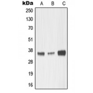LifeSab™ MMP23 Rabbit pAb (50 µl)