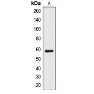 LifeSab™ API5 Rabbit pAb (50 µl)