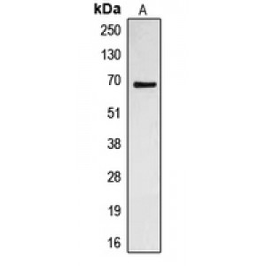 LifeSab™ CDC23 Rabbit pAb (50 µl)