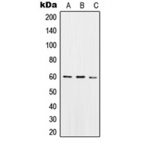 LifeSab™ SNX4 Rabbit pAb (50 µl)
