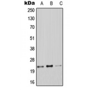 LifeSab™ Claudin 9 Rabbit pAb (50 µl)