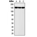 LifeSab™ NOLC1 Rabbit pAb (50 µl)