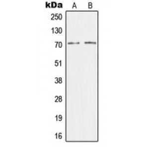 LifeSab™ CRSP7 Rabbit pAb (50 µl)