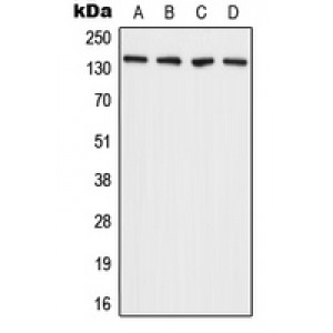 LifeSab™ ADAMTS2 Rabbit pAb (50 µl)