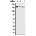 LifeSab™ BMS1 Rabbit pAb (50 µl)