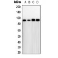 LifeSab™ TLK1 Rabbit pAb (50 µl)