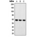 LifeSab™ OXSR1 Rabbit pAb (50 µl)