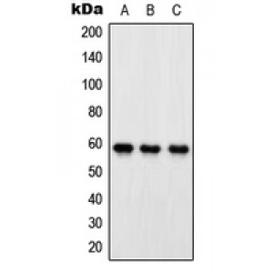 LifeSab™ OXSR1 Rabbit pAb (50 µl)