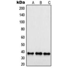 LifeSab™ SAE1 Rabbit pAb (50 µl)
