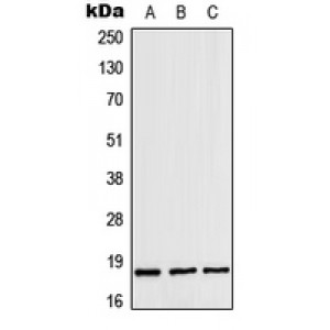 LifeSab™ ZNHIT1 Rabbit pAb (50 µl)