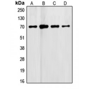 LifeSab™ Follistatin Rabbit pAb (50 µl)