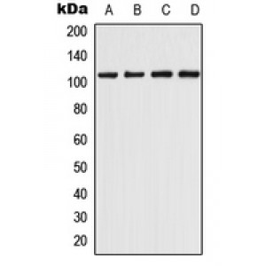 LifeSab™ CHERP Rabbit pAb (50 µl)