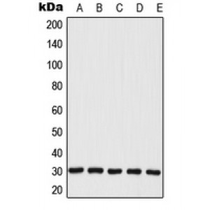 LifeSab™ MRPL28 Rabbit pAb (50 µl)