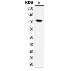 LifeSab™ HSPH1 Rabbit pAb (50 µl)