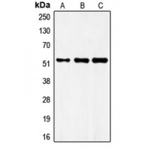 LifeSab™ FRS3 Rabbit pAb (50 µl)