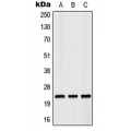 LifeSab™ RAB35 Rabbit pAb (50 µl)