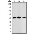 LifeSab™ CHK2 Rabbit pAb (50 µl)