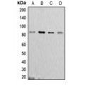 LifeSab™ Cortactin Rabbit pAb (50 µl)