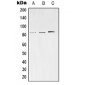 LifeSab™ SV2C Rabbit pAb (50 µl)