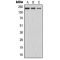 LifeSab™ MAST2 Rabbit pAb (50 µl)
