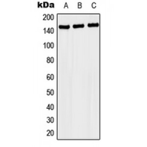 LifeSab™ NACAD Rabbit pAb (50 µl)