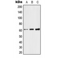 LifeSab™ Raftlin Rabbit pAb (50 µl)