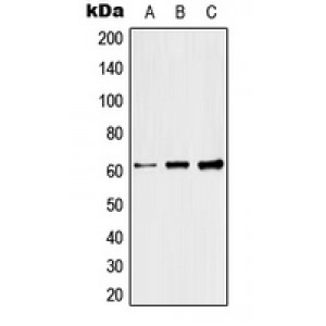LifeSab™ Raftlin Rabbit pAb (50 µl)