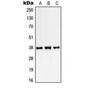 LifeSab™ SSBP2 Rabbit pAb (50 µl)