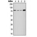 LifeSab™ NCKX2 Rabbit pAb (50 µl)