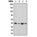 LifeSab™ Ataxin 10 Rabbit pAb (50 µl)