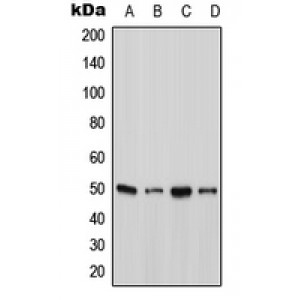 LifeSab™ Ataxin 10 Rabbit pAb (50 µl)