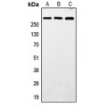LifeSab™ MXRA5 Rabbit pAb (50 µl)