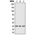 LifeSab™ Opticin Rabbit pAb (50 µl)