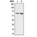 LifeSab™ AATF Rabbit pAb (50 µl)