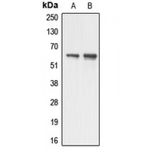 LifeSab™ AATF Rabbit pAb (50 µl)
