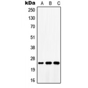LifeSab™ ATP5S Rabbit pAb (50 µl)